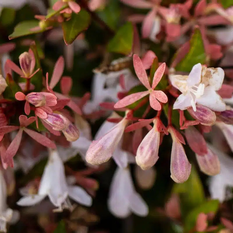 Abelia grandiflora admin Le Végétal - Bassin d'Arcachon (33)