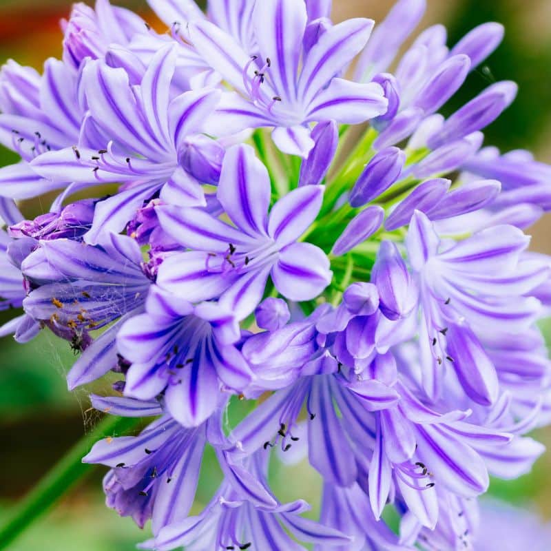 Agapanthus umbelatus bleu admin Le Végétal - Bassin d'Arcachon (33)