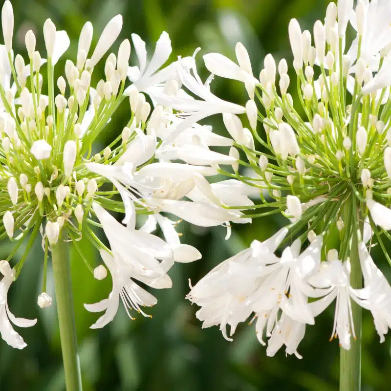 Agapanthus umbellatus blanc admin Le Végétal - Bassin d'Arcachon (33)