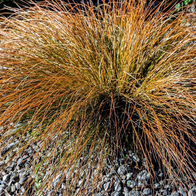 Carex buchananii red rooster 2L admin Le Végétal - Bassin d'Arcachon (33)