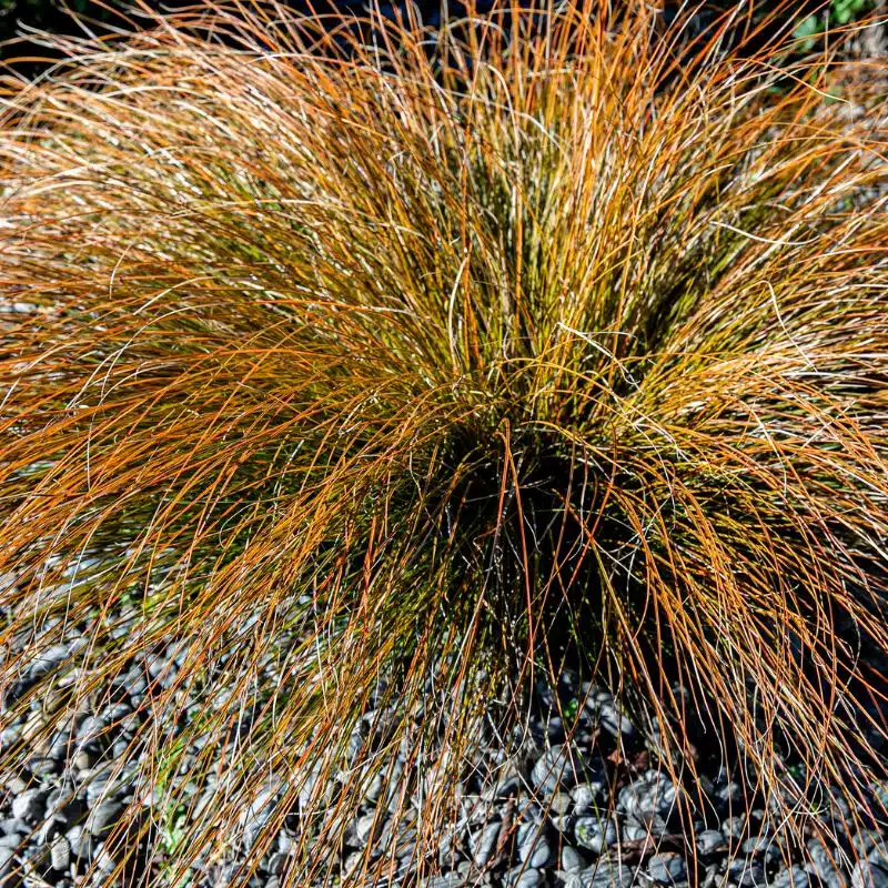 Carex buchananii red rooster 2L admin Le Végétal - Bassin d'Arcachon (33)