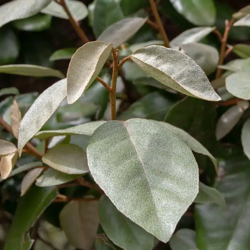 Elaeagnus ebingel admin Le Végétal - Bassin d'Arcachon (33)