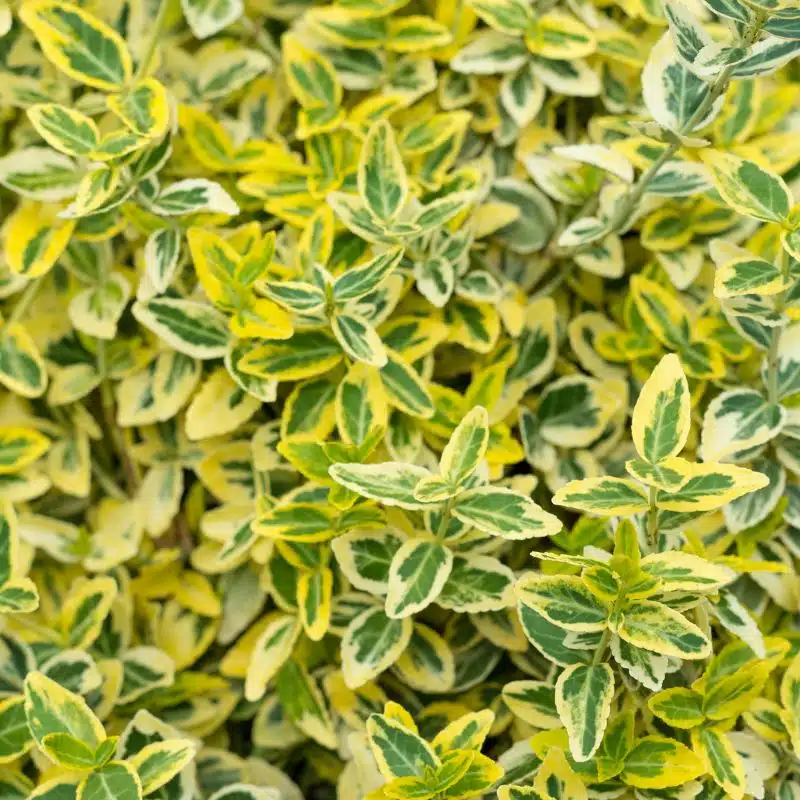 Euonymus japonicus Aureus – 40:60 – 5L admin Le Végétal - Bassin d'Arcachon (33)