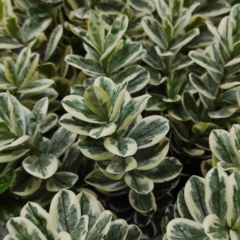 Euonymus japonicus Bravo admin Le Végétal - Bassin d'Arcachon (33)
