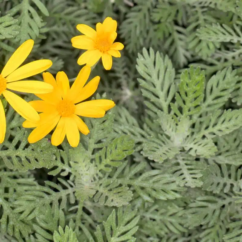 Euryops pectinatus gris 3L admin Le Végétal - Bassin d'Arcachon (33)