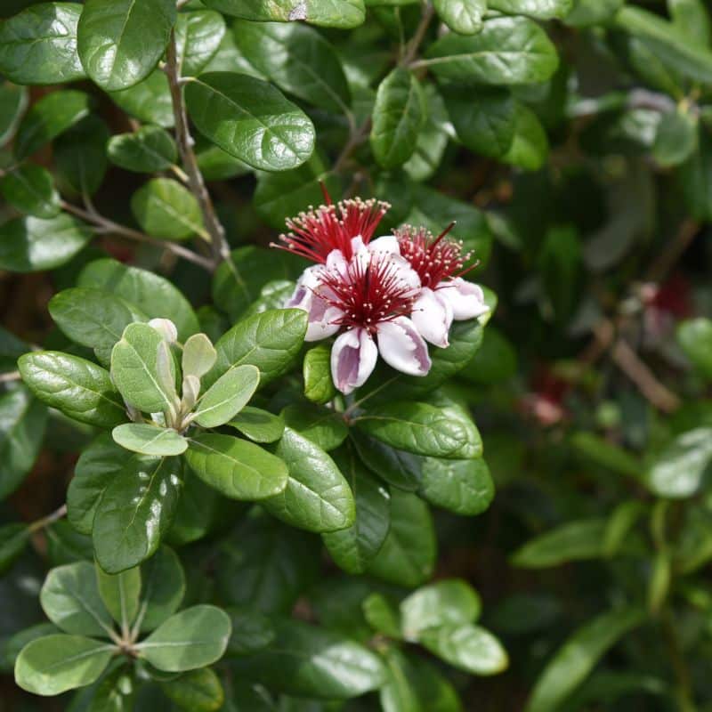 Feijoa 100:120 admin Le Végétal - Bassin d'Arcachon (33)