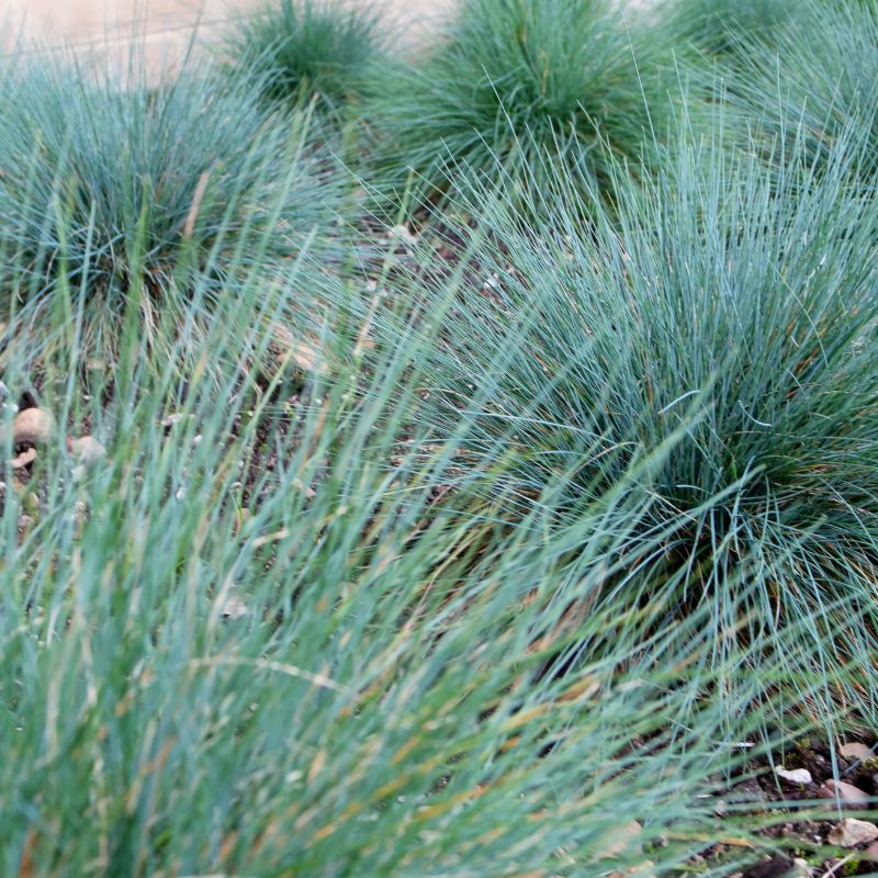 Festuca glauca 2L admin Le Végétal - Bassin d'Arcachon (33)