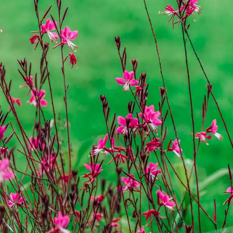 Gaura Lindherimeri Nous proposons un ensemble de plantes & arbres, arbustes & graminées uniquement en livraison à découvrir notre pépinière en ligne