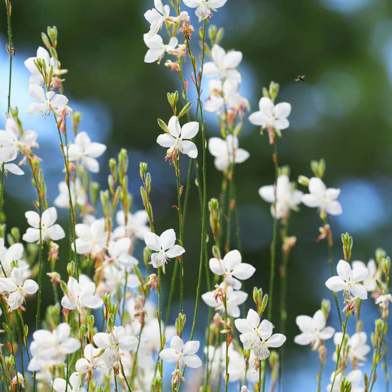 Gaura Lindherimeri blanca admin Le Végétal - Bassin d'Arcachon (33)