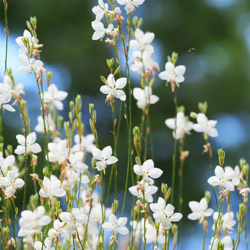 Gaura Lindherimeri blanca admin Le Végétal - Bassin d'Arcachon (33)