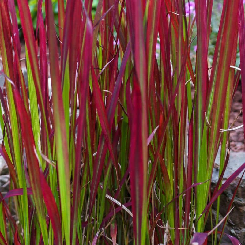 Imperata red baron 3L admin Le Végétal - Bassin d'Arcachon (33)