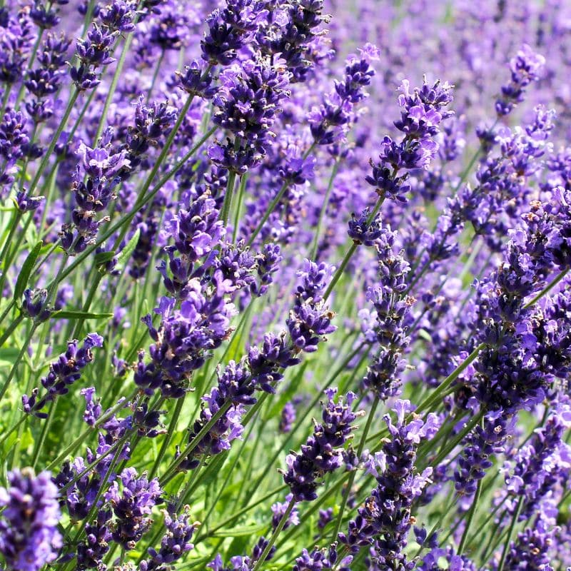 Lanvandula angustifolia admin Le Végétal - Bassin d'Arcachon (33)