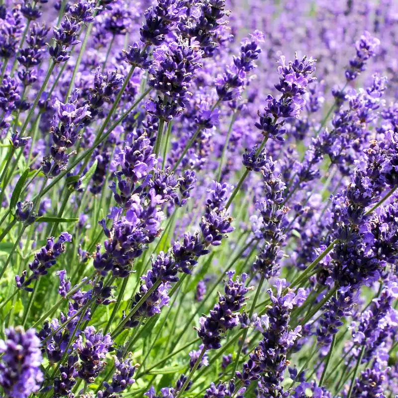Lanvandula angustifolia admin Le Végétal - Bassin d'Arcachon (33)