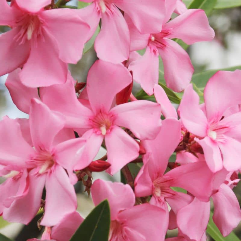 Nerium oleander Tige admin Le Végétal - Bassin d'Arcachon (33)