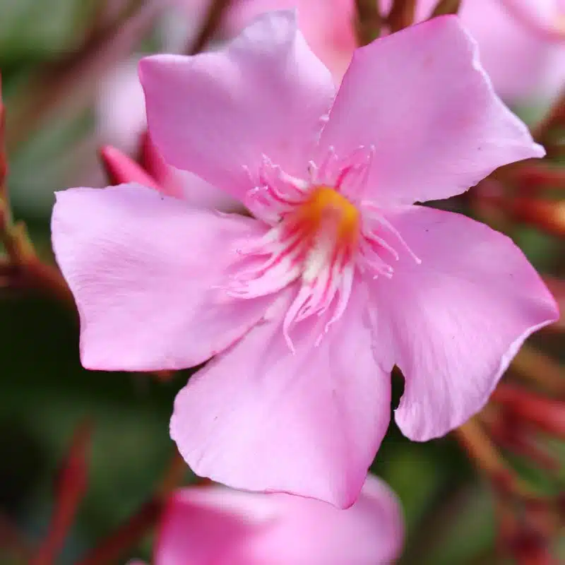 Nerium oleander Nerium oleander