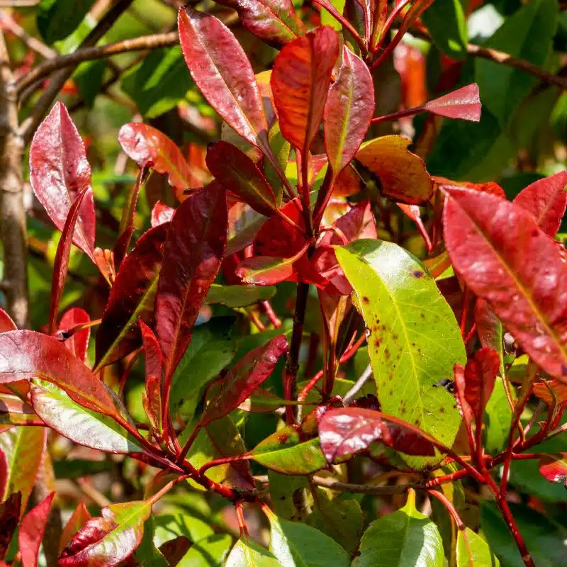 Photinia fraseri Red Robin admin Le Végétal - Bassin d'Arcachon (33)