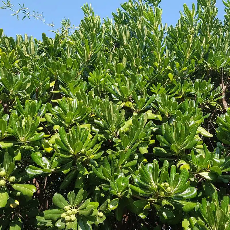 Pittosporum tobira nanum 3L admin Le Végétal - Bassin d'Arcachon (33)