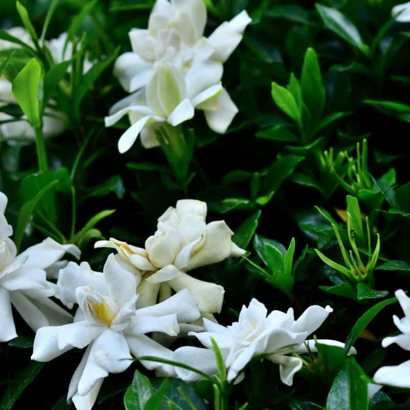 Rhynchospermum jasminoides 3L – 5L admin Le Végétal - Bassin d'Arcachon (33)