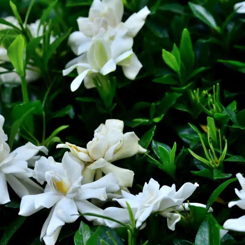 Rhynchospermum jasminoides 3L – 5L admin Le Végétal - Bassin d'Arcachon (33)
