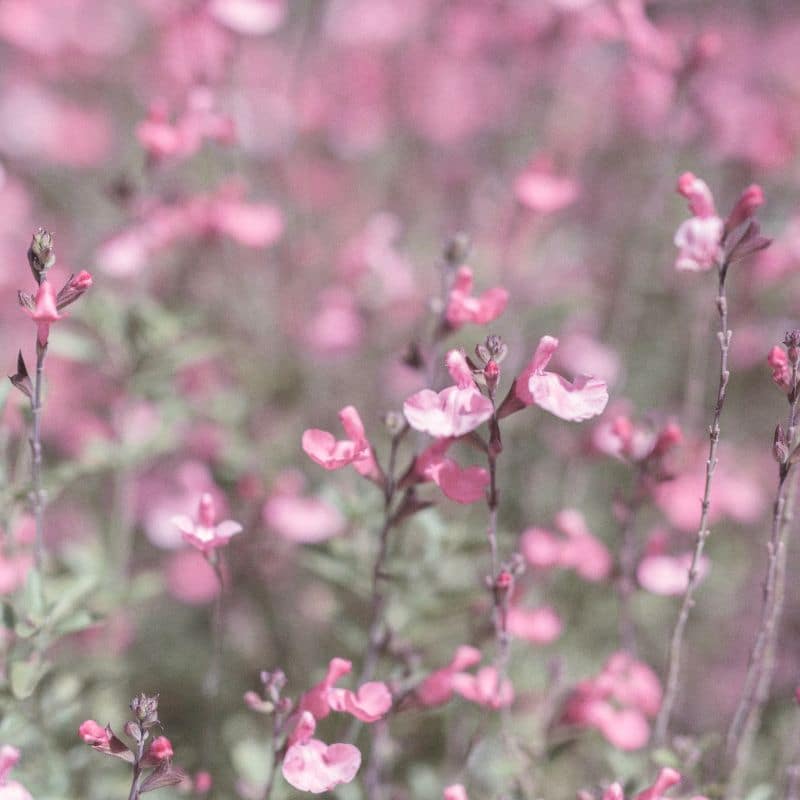 Salvia greggii – 3L admin Le Végétal - Bassin d'Arcachon (33)