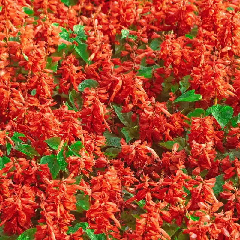 Salvia splendens red 2L admin Le Végétal - Bassin d'Arcachon (33)