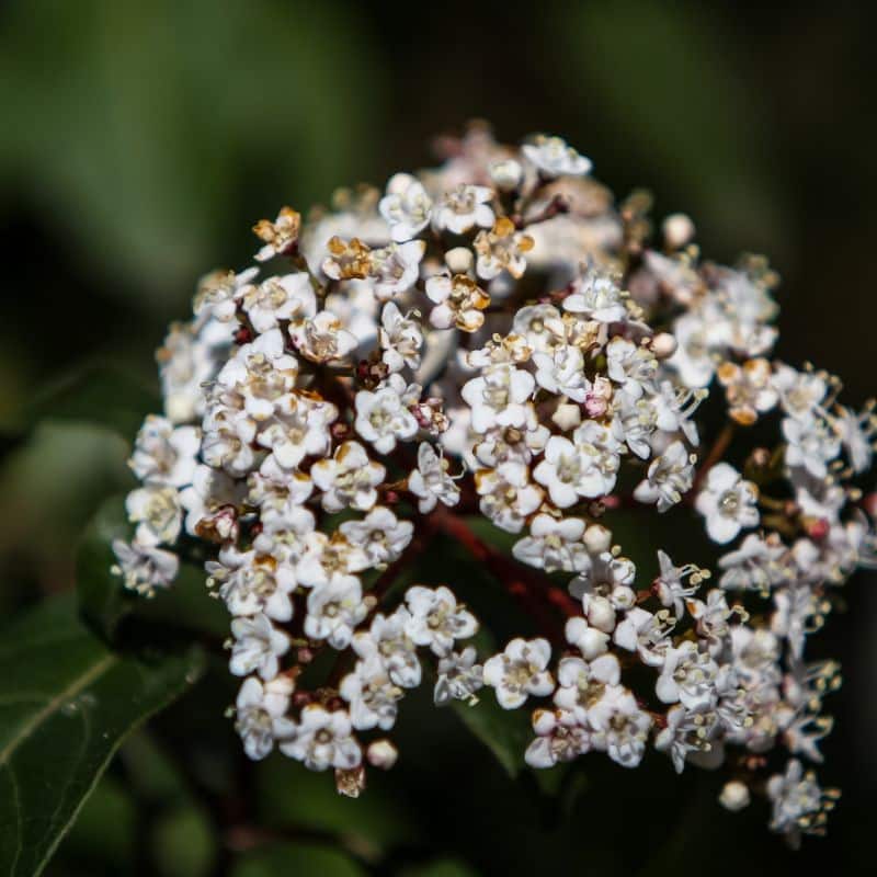 Viburnum tinus admin Le Végétal - Bassin d'Arcachon (33)