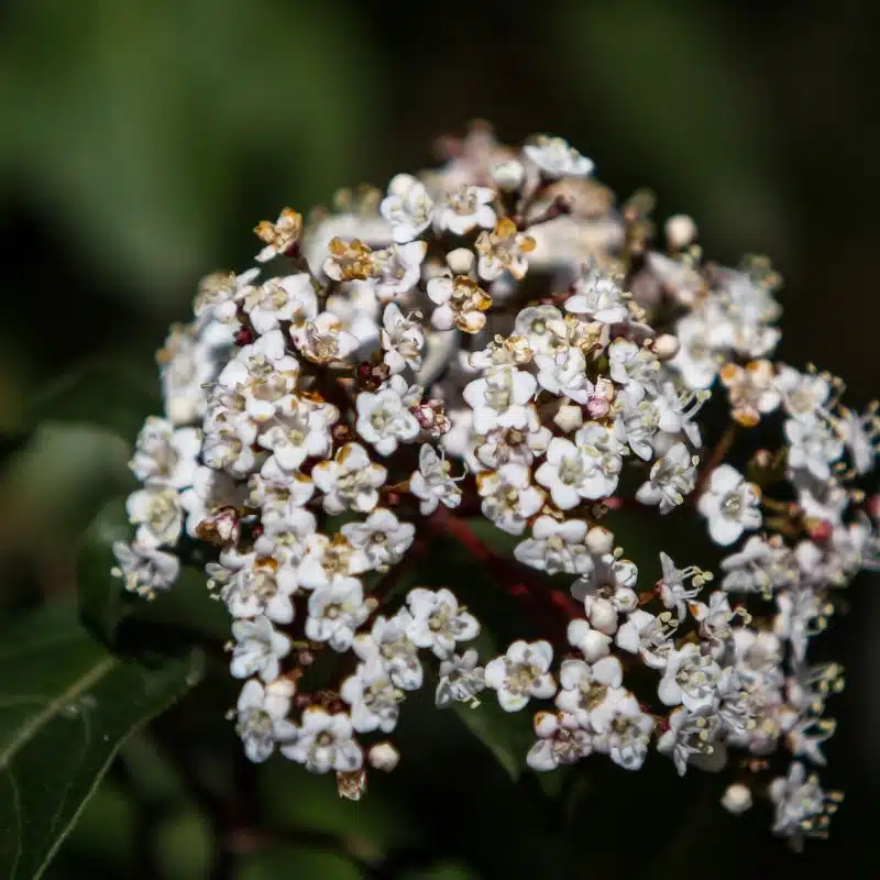 Viburnum tinus admin Le Végétal - Bassin d'Arcachon (33)